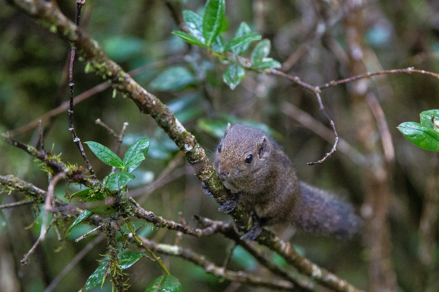 Indisches Palmenhörnchen